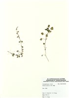 藏品(繁縷)的圖片